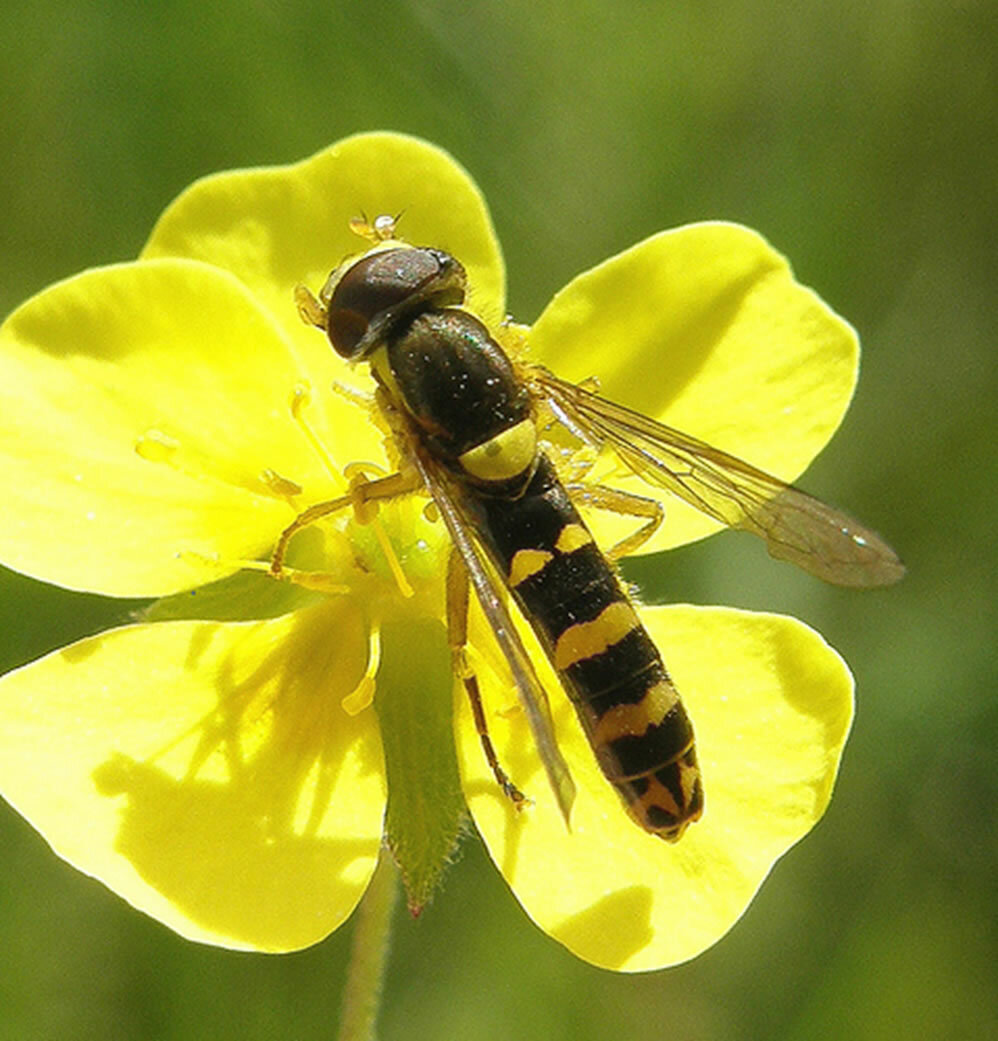 Syrphid fly