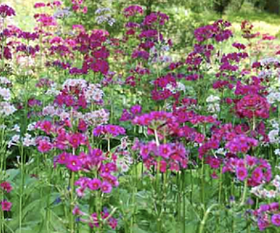 Primula japonica (candelabra primrose)