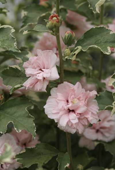 Hibiscus syriacus (Rose of Sharon)