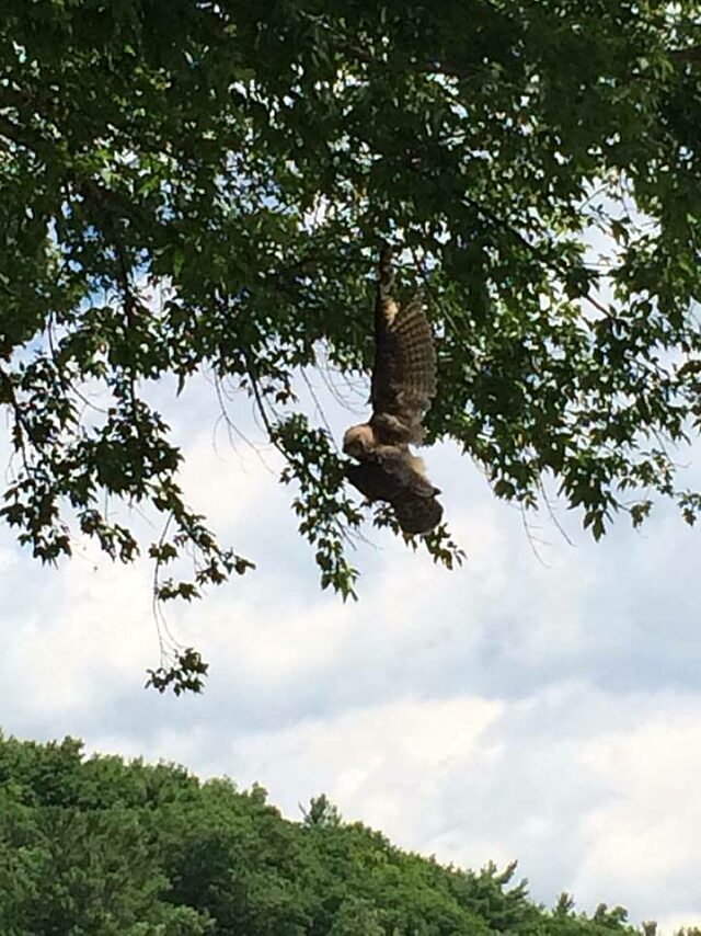 Owl in the Tree