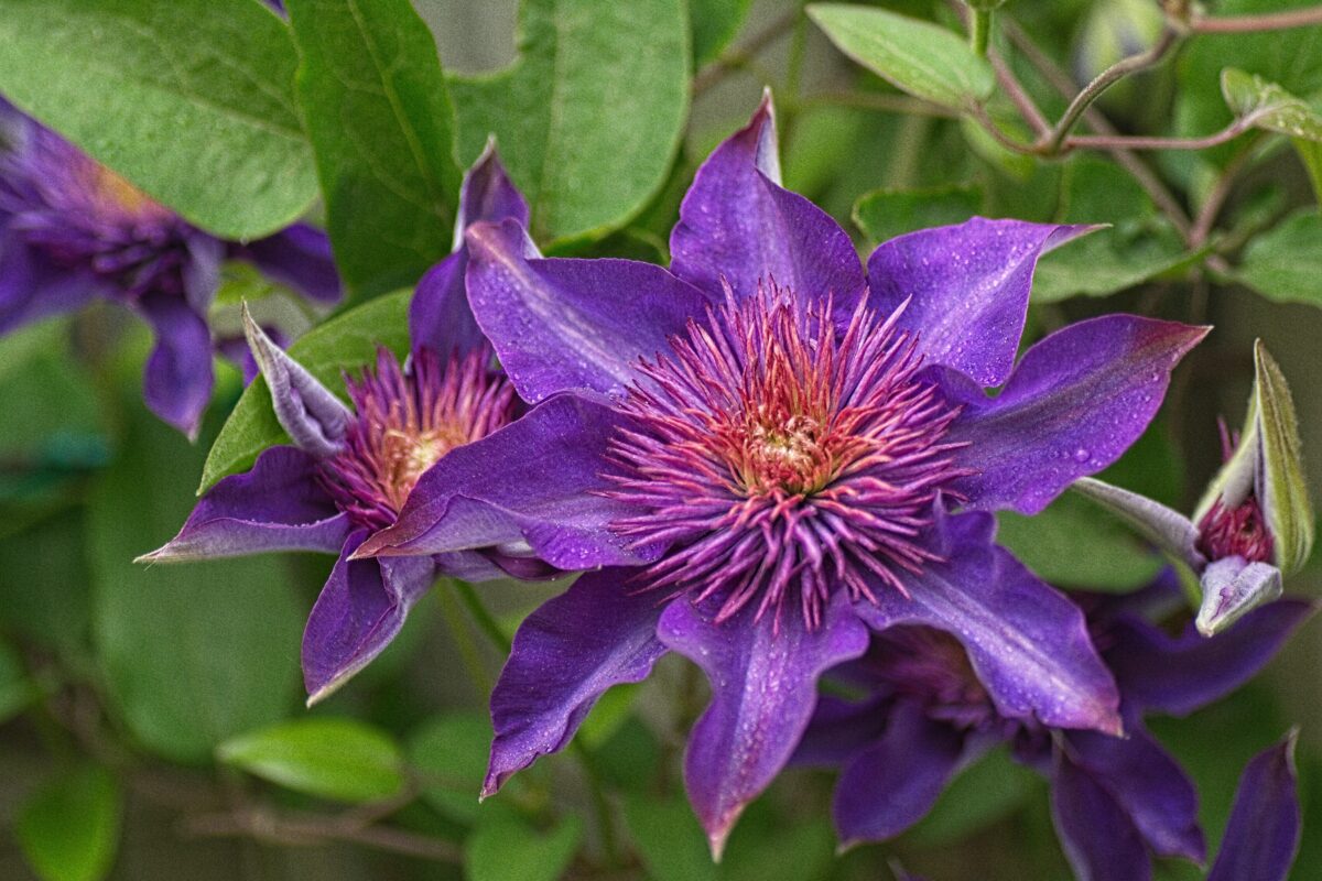 Clematis viticella ‘Betty Corning’