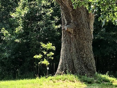 Great Oak and Memorial oak sapling