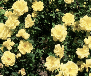 Rosa ‘Harrison’s Yellow’ (Oregon Trail Rose)